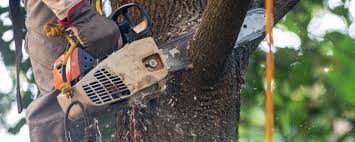 Best Lawn Maintenance Plans  in Athens, AL