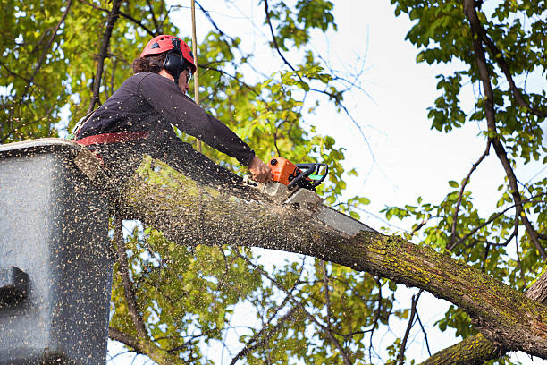 Best Leaf Removal  in Athens, AL